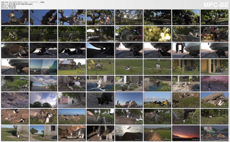 岩合光昭の世界ネコ歩き「ウルグアイ」（烏拉圭）