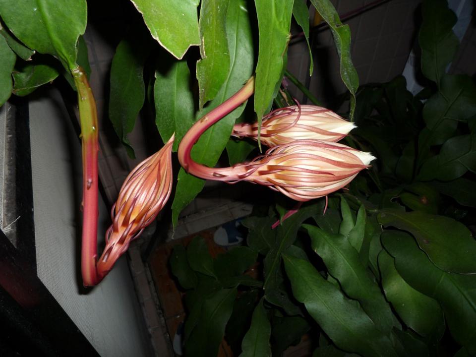 P1000004.JPG