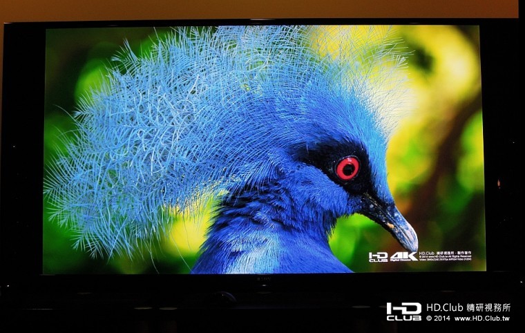 【藍冠鴿】有著紅色的大眼睛，緩慢轉動頭部，在陽光照射下，顯得楚楚動人。 ... ...