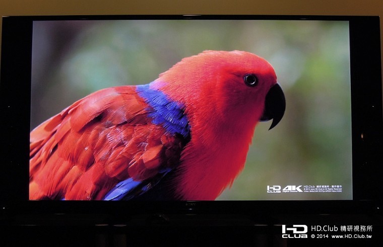 紅中帶藍的鸚鵡，色彩頗為鮮艷。在拍攝的過程中，一直有迷人的動作。