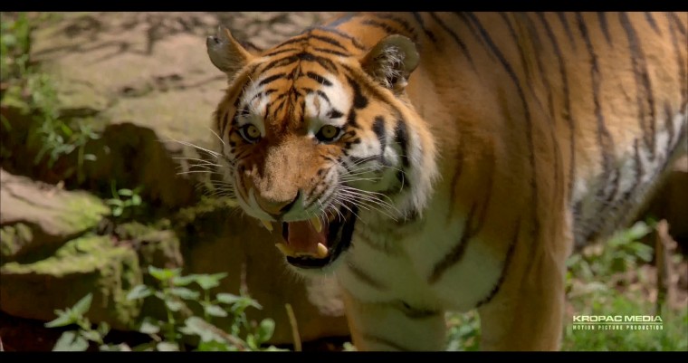 [4K超清演示片] Sony F65 拍摄的动物 .mp4_000011.398.jpg