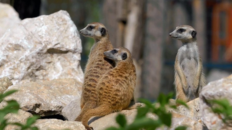 [4K超清演示片] 近拍各种动物CANON 1DC 4K Demo .mp4_000026.988.jpg