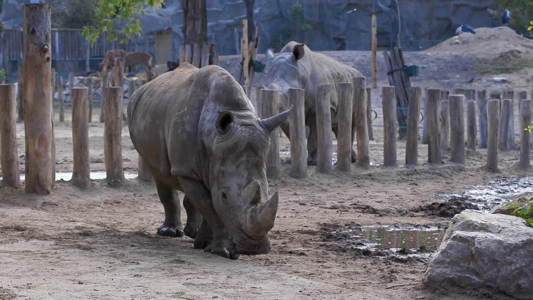 [4K超清演示片] 近拍各种动物CANON 1DC 4K Demo .mp4_000128.731.jpg