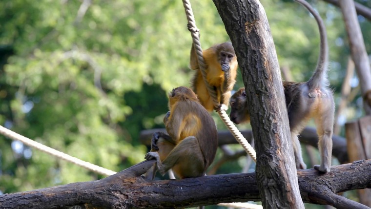 [4K超清演示片] 近拍各种动物CANON 1DC 4K Demo .mp4_000217.147.jpg