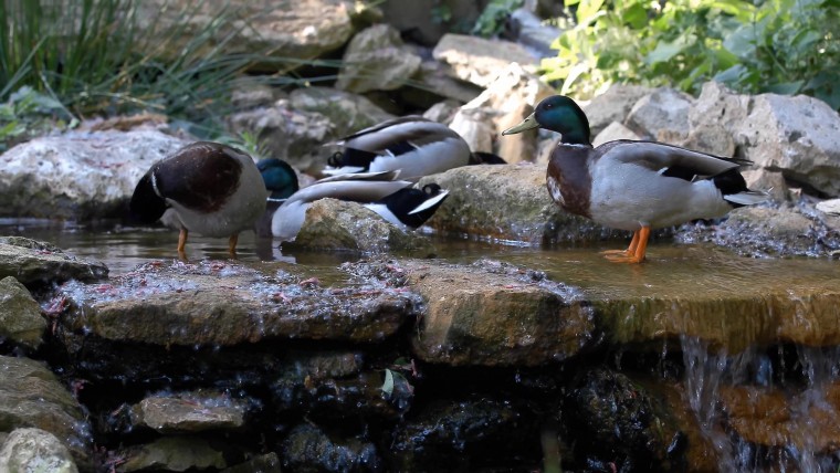 [4K超清演示片] 近拍各种动物CANON 1DC 4K Demo .mp4_000312.611.jpg