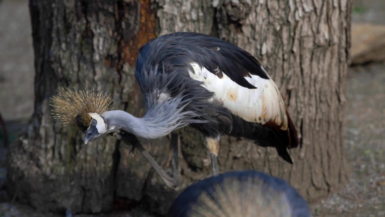 [4K超清演示片] 近拍各种动物CANON 1DC 4K Demo .mp4_000332.716.jpg