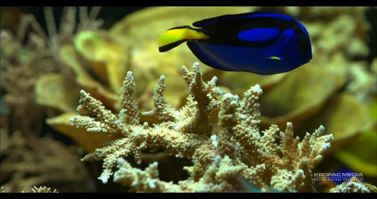 [4K超清演示片] Sony F65 拍摄的动物 .mp4_000310.912.jpg