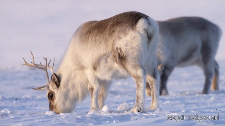 [高清演示片] 斯瓦尔巴特群岛Svalbard Christmas card NRK.mp4_000123.581.jpg