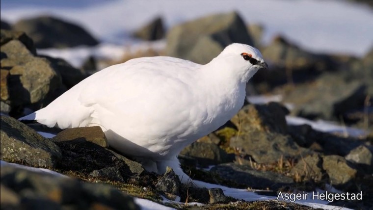 [高清演示片] 斯瓦尔巴特群岛Svalbard Christmas card NRK.mp4_000221.474.jpg