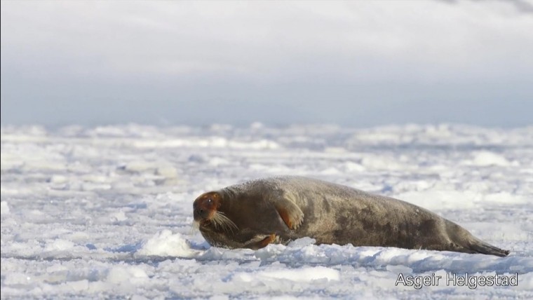 [高清演示片] 斯瓦尔巴特群岛Svalbard Christmas card NRK.mp4_000045.444.jpg