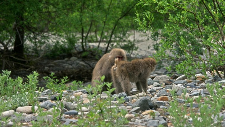 [松下高清演示片] 壮观的自然PQ_Kamikochi_Spectacular_nature.mp4_000102.571.jpg