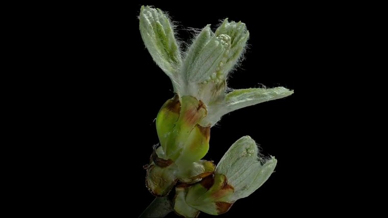 [4K高清演示片] 微观延时摄影.mp4_20140820_112003.375.jpg