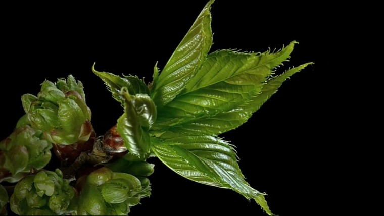 [4K高清演示片] 微观延时摄影.mp4_20140820_112020.671.jpg