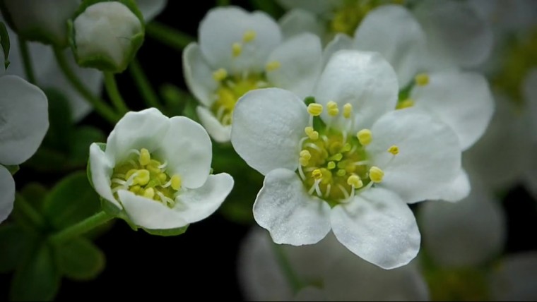 [4K高清演示片] 微观延时摄影.mp4_20140820_112041.687.jpg