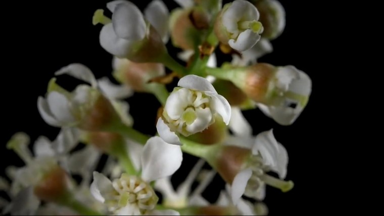 [4K高清演示片] 微观延时摄影.mp4_20140820_112101.125.jpg