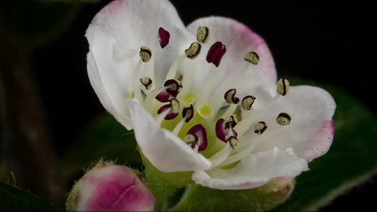 [4K高清演示片] 微观延时摄影.mp4_20140820_112128.828.jpg