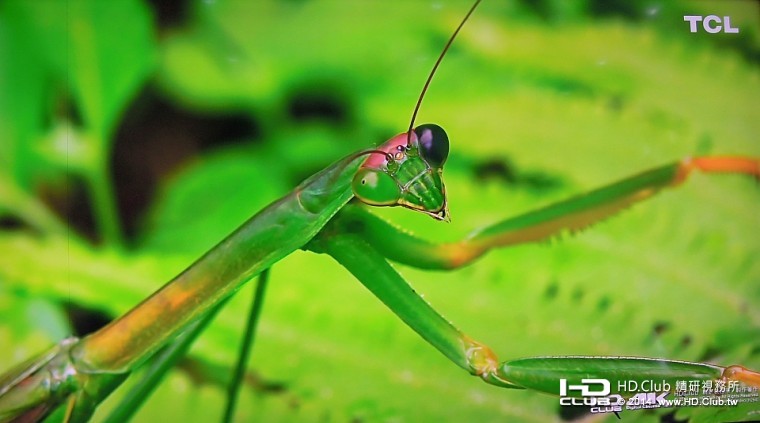 雙眼有著不同顏色的螳螂，4K大畫面清楚呈現出複眼的細節。