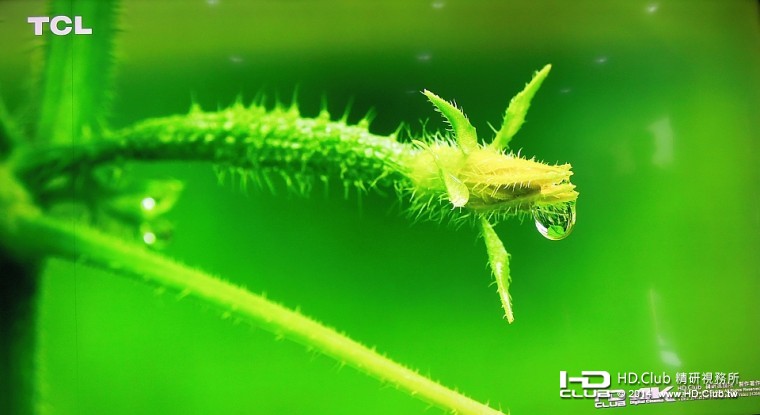 晶瑩剔透的水珠，照映出周遭的景物，生態影片展示大自然綠意盎然的一面。 ...