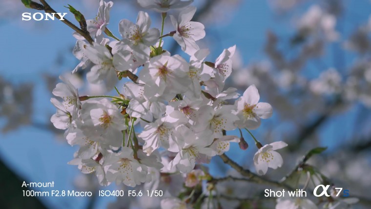 [索尼.4K.演示片] 全帧感光相机Sony A7s Full-Frame Sensor Camera- 4K Video Demo co.jpg