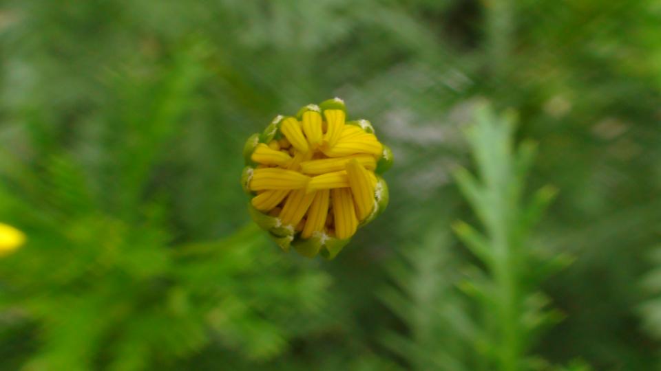 DSC00638.JPG