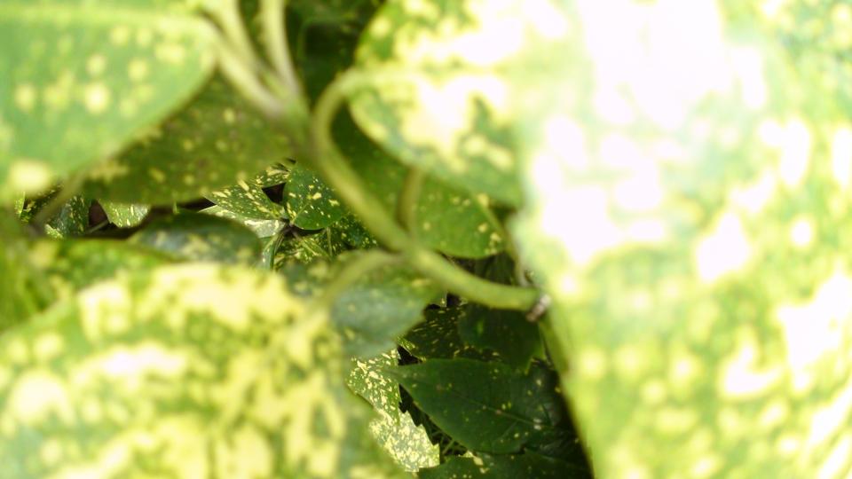 DSC00666.JPG