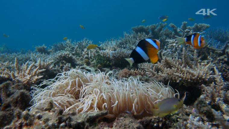 [4K高清演示片] 美丽的海洋Beautiful Sea.mkv_000048.253.jpg
