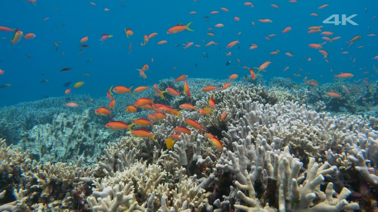 [4K高清演示片] 美丽的海洋Beautiful Sea.mkv_000057.025.jpg