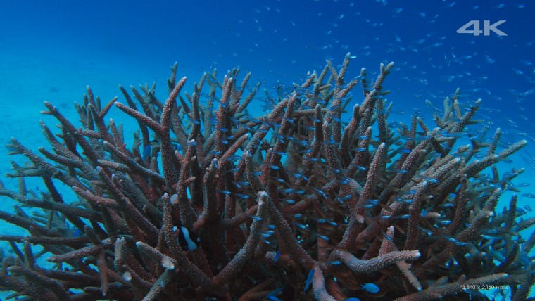 [4K高清演示片] 美丽的海洋Beautiful Sea.mkv_000109.819.jpg