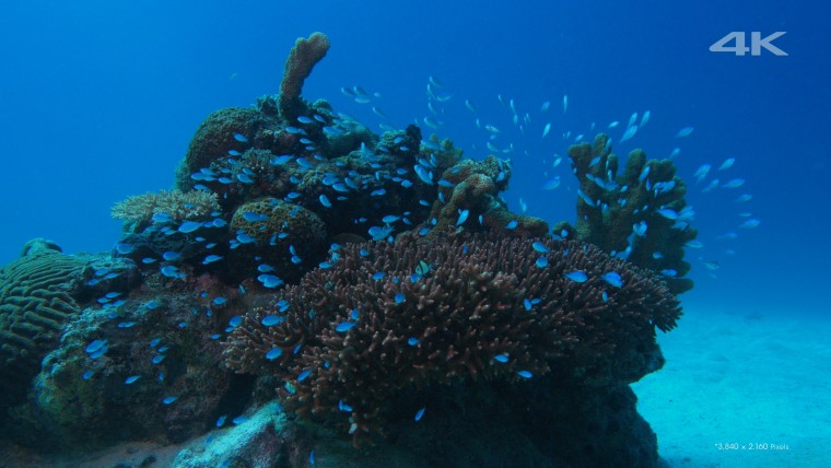 [4K高清演示片] 美丽的海洋Beautiful Sea.mkv_000123.656.jpg