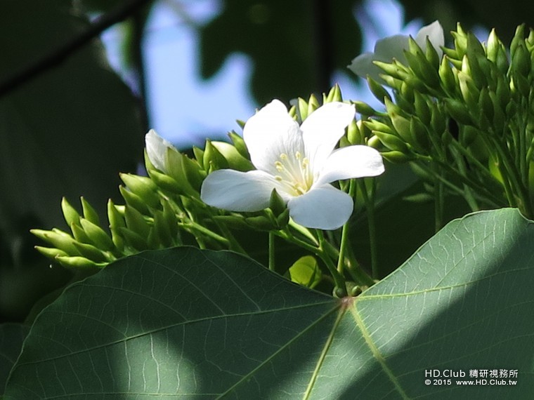 即將盛開的油桐花