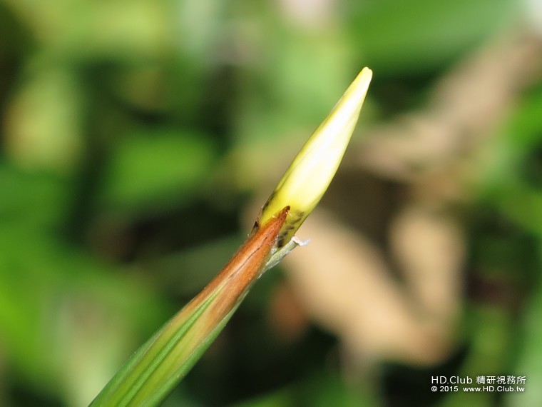 含苞的鳶尾花