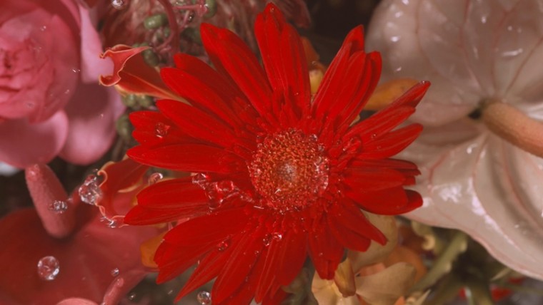 [松下.4K.演示片] 优雅的世界Graceful World.mp4_20150702_113158.500.jpg