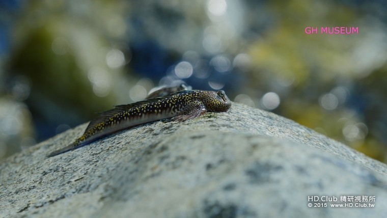 Image10.jpg