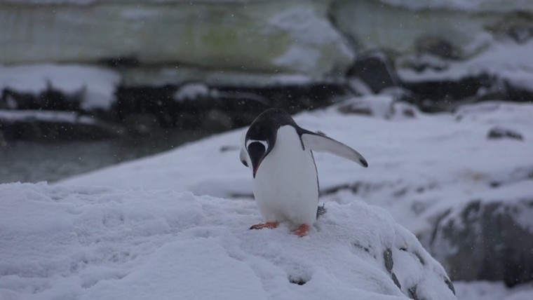 [索尼.4K.演示片] 北极动物.mp4_20150711_191540.984.jpg