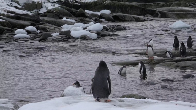 [索尼.4K.演示片] 北极动物.mp4_20150711_191702.921.jpg