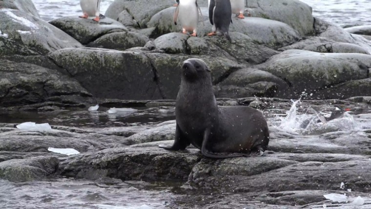 [索尼.4K.演示片] 北极动物.mp4_20150711_191759.734.jpg