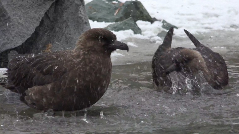 [索尼.4K.演示片] 北极动物.mp4_20150711_191848.828.jpg