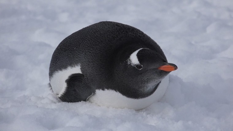 [索尼.4K.演示片] 北极动物.mp4_20150711_191856.218.jpg