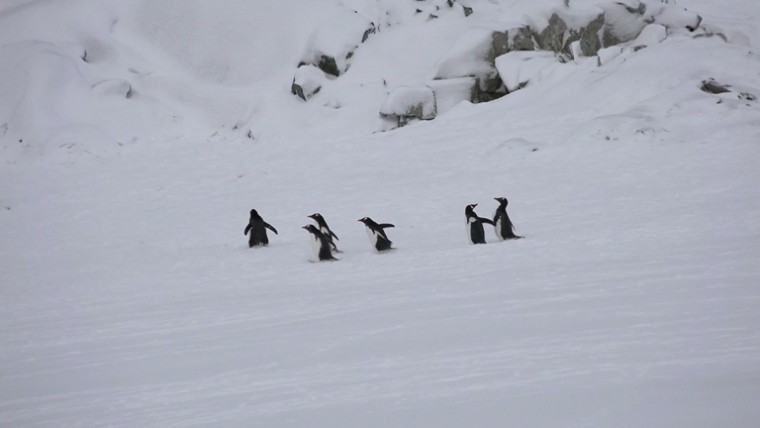 [索尼.4K.演示片] 北极动物.mp4_20150711_191914.375.jpg