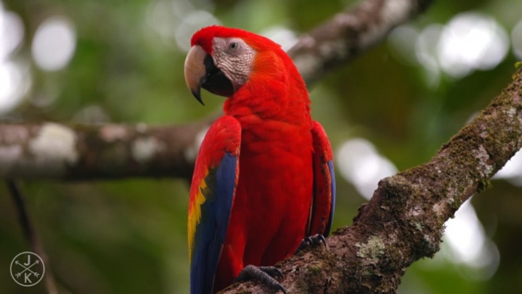 [J&K.4K.演示片] 哥斯达黎加.mp4_20150711_191029.812.jpg