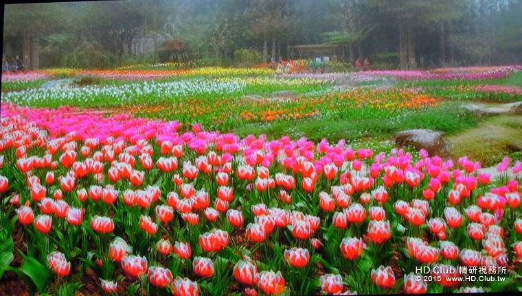 滿園的鬱金香花朵，在3D觀賞時，就像在眼前，伸手即可觸摸到。