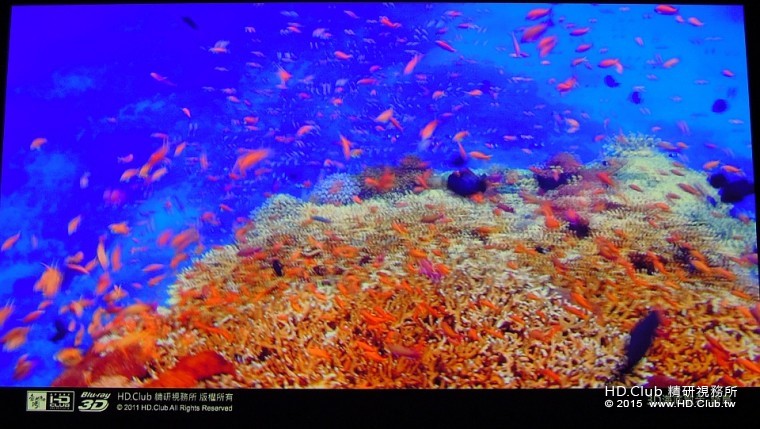 綠島3D海底散步，被眾多的美麗海魚包圍，有人大喊 : 抓魚囉 !