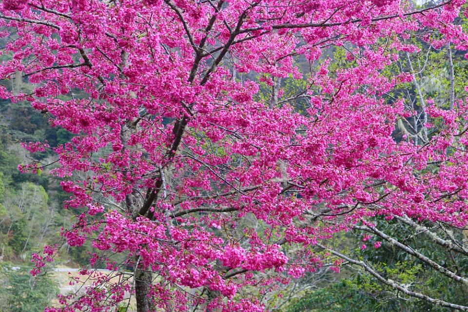 一南橫 006 櫻花.jpg