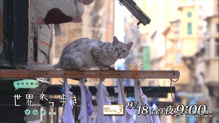 岩合光昭の世界ネコ歩き「チャールストン」