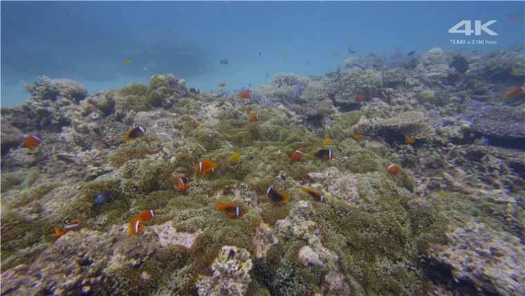 [索尼.4K.演示片] 水族馆Sony 4K Demo- Aquarium.mp4_20160110_165231.859.jpg