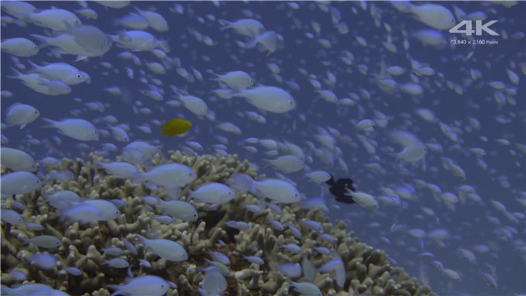 [索尼.4K.演示片] 水族馆Sony 4K Demo- Aquarium.mp4_20160110_165338.109.jpg
