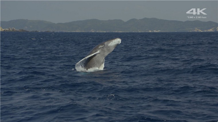 [索尼.4K.演示片] 水族馆Sony 4K Demo- Aquarium.mp4_20160110_165445.093.jpg