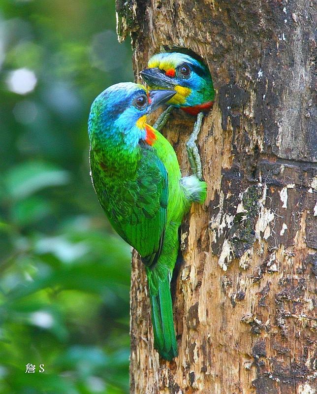 1 五色鳥  001 精研.jpg