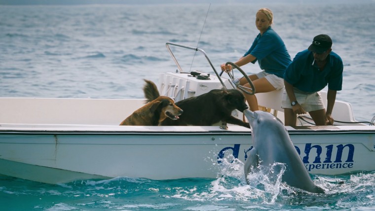 IMAX.Dolphins.2000.2160p.Amazon.WEBRip.DD2.0.x264-TrollUHD.mkv_20160505_154032.203.jpg