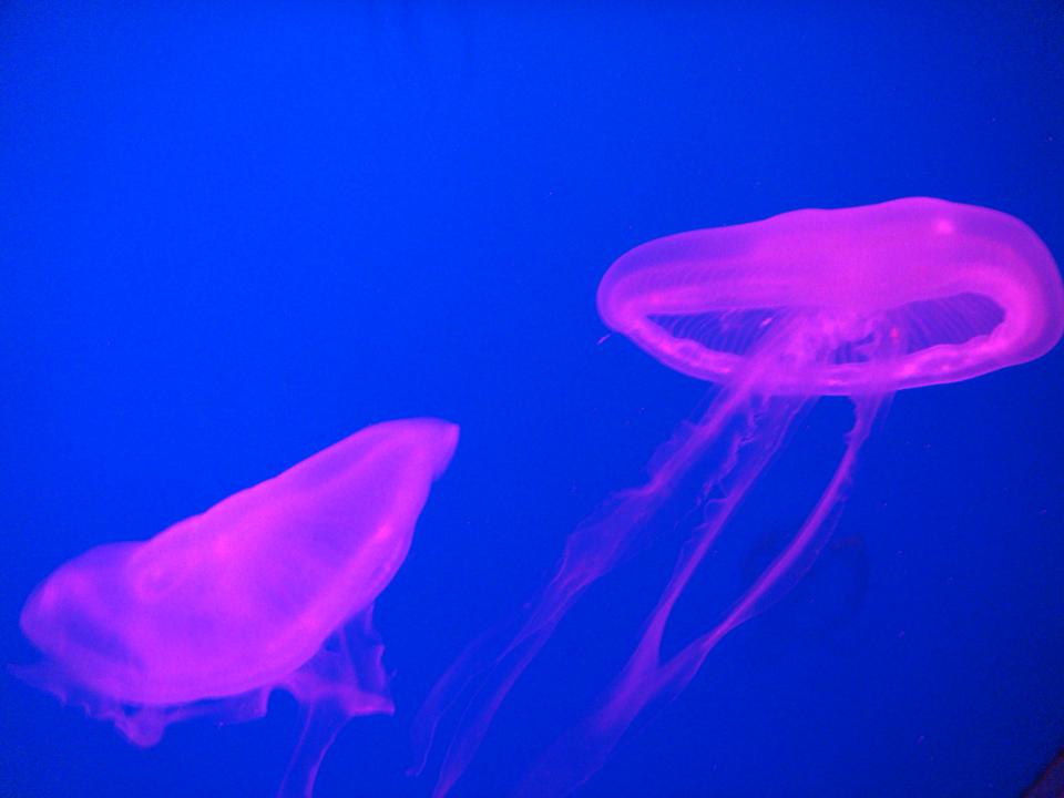 粉紅色的水母